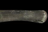 Hadrosaur (Duck-Billed Dinosaur) Finger Bone #82302-5